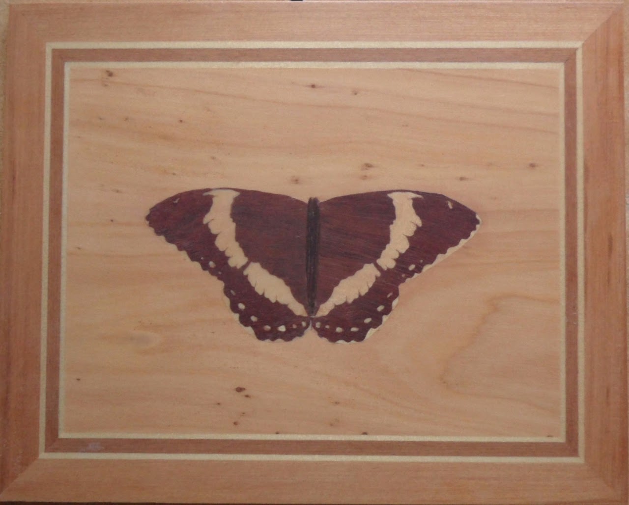 white-admiral